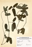 藏品(臺灣木通)的圖片